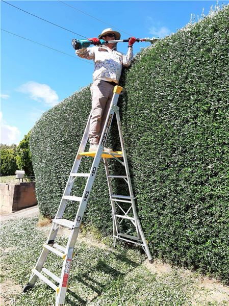 Hedge clipping