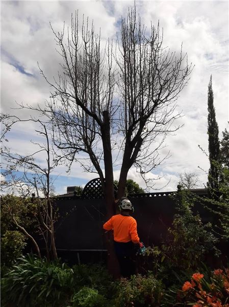 Tree work