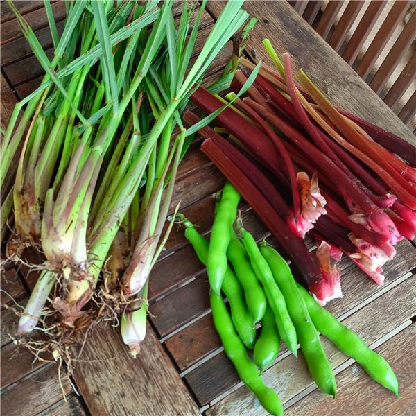 Vegetable garden